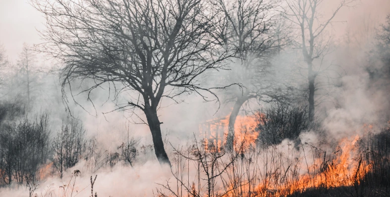 wildfire_smoke_and_fire